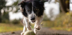 thumbnail of The way to your dog’s heart is through its tummy