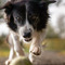 thumbnail The way to your dog’s heart is through its tummy