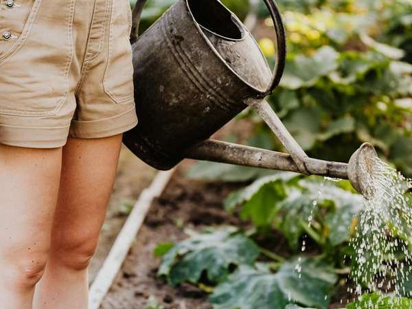 thumbnail of Top Gardening Tools to Try in 2025 for a Healthier Garden